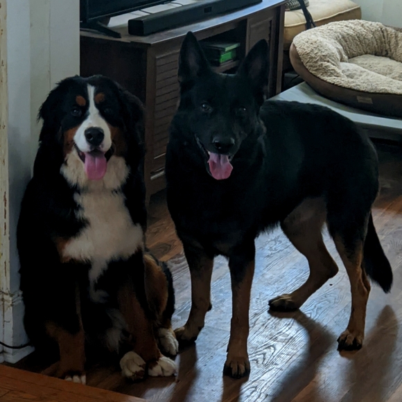 Meet your Posher, Lindsay - Picture 2 of 3